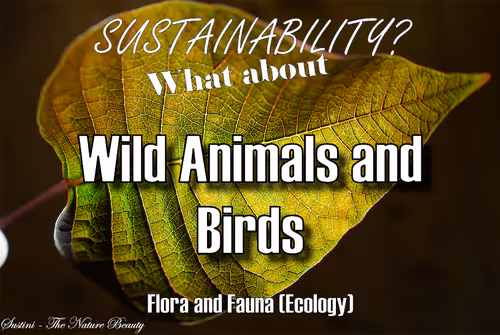 Item #93613396688638017464317025240290185264434684879039933742438228944294619643905 Media