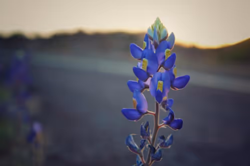 Item #42956466618878321387532578261577756492161920653755194423256676487913308946433 Media