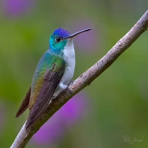 Item #76723362783280478533997952640177478162370392864243199552253501729400097341441 Media