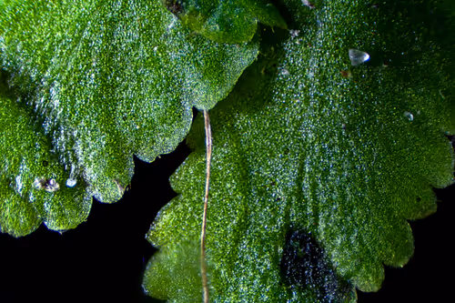 Item #83492542219966292281678492459995273614130213244614101144777663997132566167553 Media