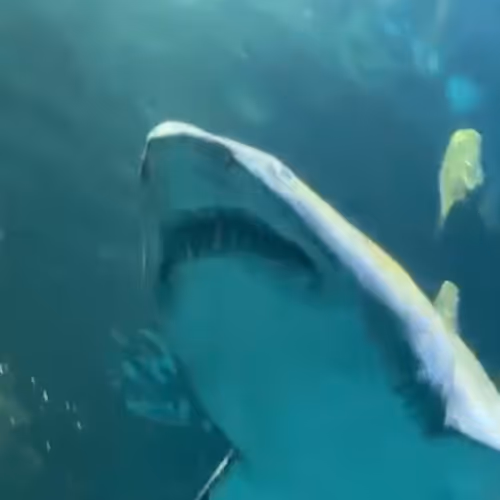 TTW Swim with Shark