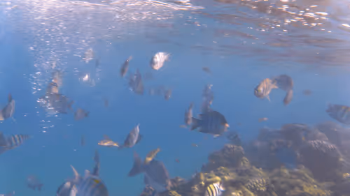 Item #32522392328516293709208538786472574869311995244495637720412795717919078088709 Media