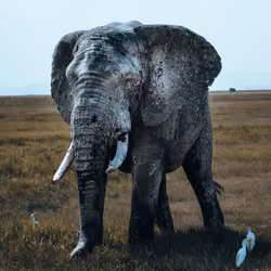 Elephant