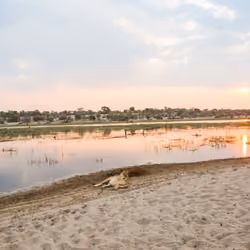 Sunset Rest. Lion, Botswana, 2015. 