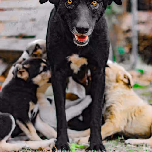 24528137236716378836005222765059934114187861086378420293351673741587557384193