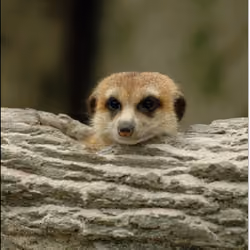 Suricate #1