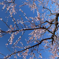 peach blossoms2