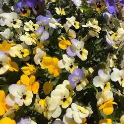 Johnny Jump Up Violets #2