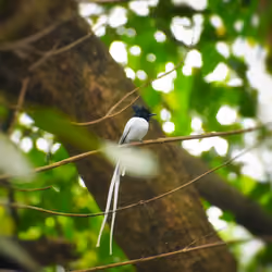 Indian Paradise Flycatcher #045