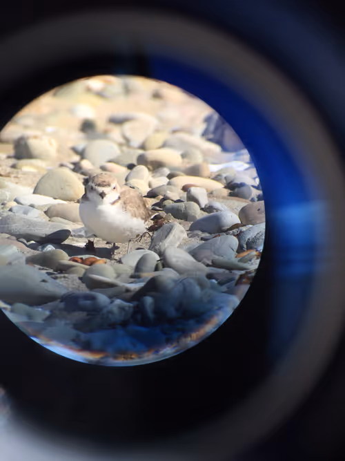 Item #9120212916765116150568675881713414537423652719211967924258503618801216520193 Media