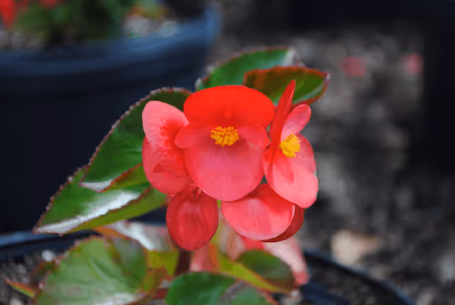 Item #40090172695085413256965535555586358742660933280315103792741764896560416555009 Media