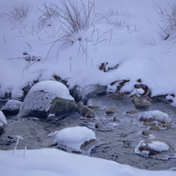 Winter Dipper