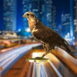 5362693153686757663037229957776630052012240176014263673100968356397270958081