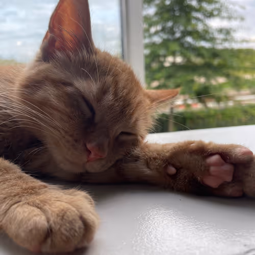 Untitled Collection #109870385 - old