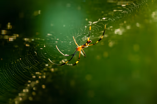 Item #15286439154353413258560728673590493507949724092509999987352070340607656067073 Media