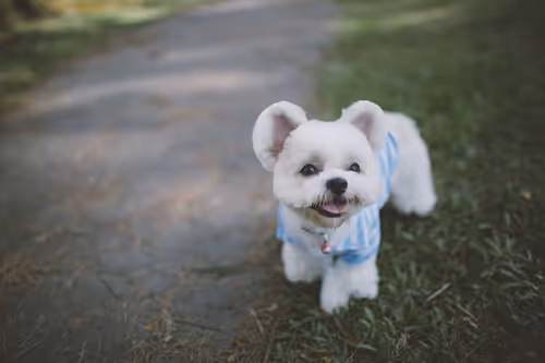 Item #21607923784025543658024067331009769919395041958272689574271021074881900969985 Media