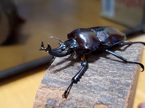 Item #2846893736148873774746802631495866819654136602576950046920721034885449383938 Media