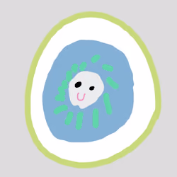 Kiwi fruit：きうい