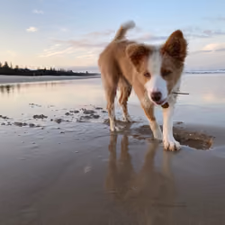 Lacey on the crab hunt