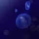 71268286793609924740574245785278636770648819786135258951365248305439145197569