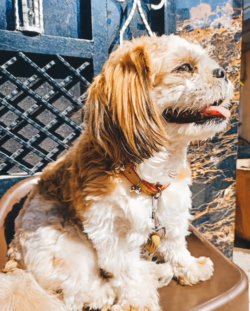 Item #62121686251446972173272091862159377047896999424671428629564572730770583453697 Media