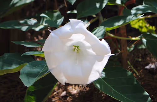 Item #40090172695085413256965535555586358742660933280315103792741764902057974693889 Media