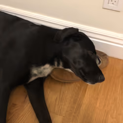 Sleepin On A Slipper Luna