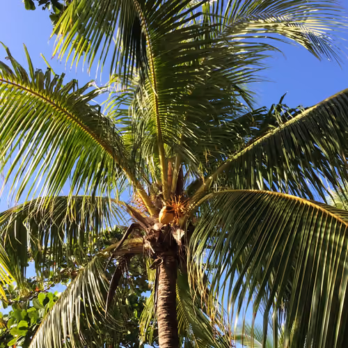 Coconut Nest