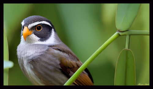 Item #99286017338056252374819203852505051350570447799093231090757433648972751175681 Media