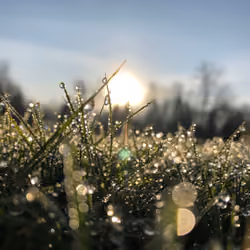 sunlight