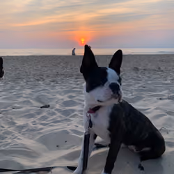Sun Dogz
