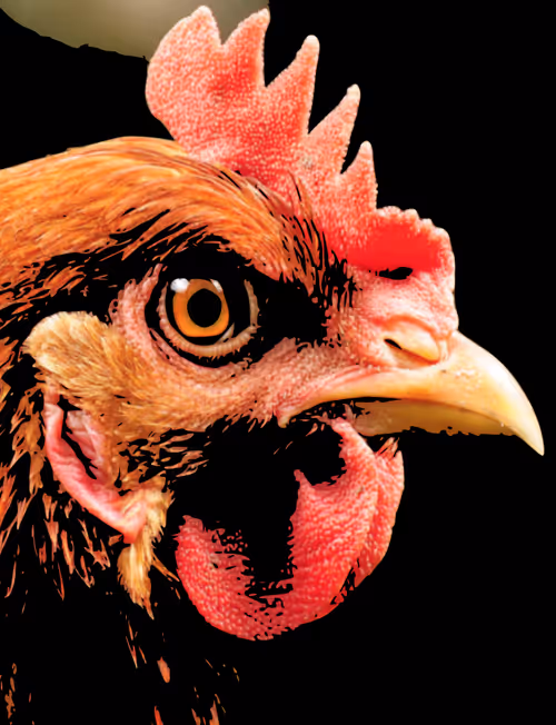 Item #93041893823655267313800827934656988506423291894387914583269605269357438435329 Media