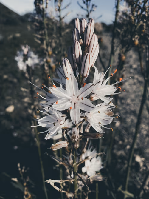 Item #96927138123694371990624378573919196862016558693078256504060925345943112384513 Media