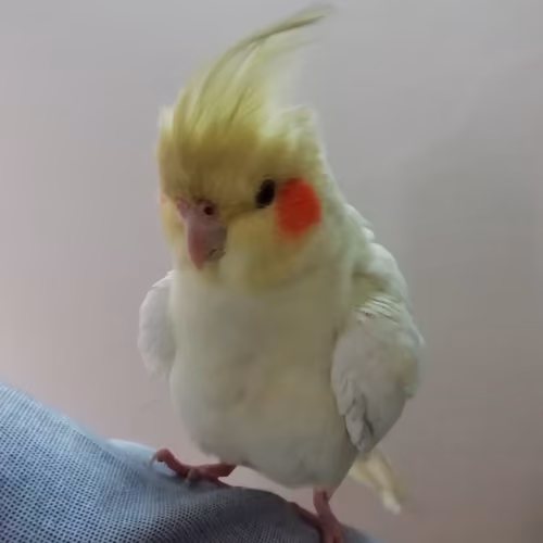 Angry Bird