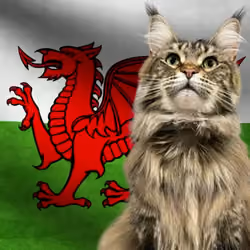 WALES FLAG MAINE COON MAIDEN