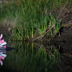 Slowpoke #079