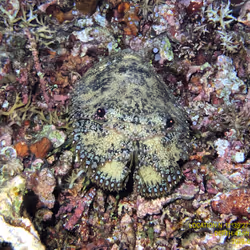 80965803268169370603932631570667161375508893671094224909166964100724156268545