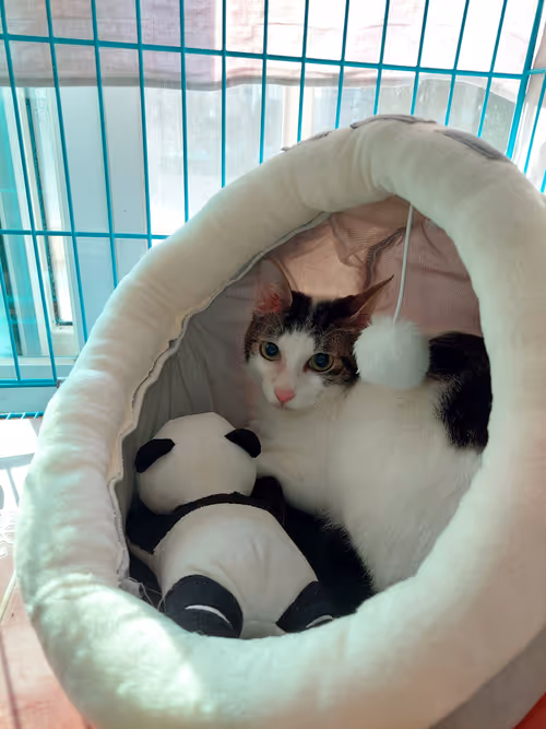 Item #99936926881834722245494880846447902772970396691943269501904837326400162627585 Media