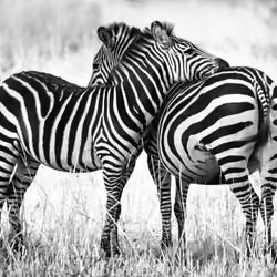 Zebra Love
