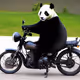 Crazy Panda .