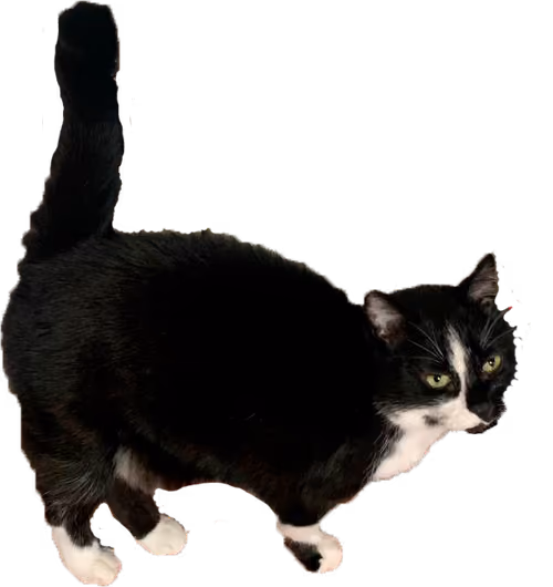 Item #64990274745049731553840295491717017876555967035577425458275576790326423060481 Media