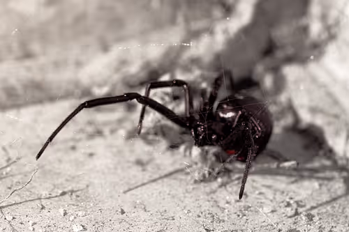 Item #105090597216655980557633683149084672751347825439893935605656298046308631969793 Media