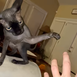 The BatCat Collection:  “Play time, meow”