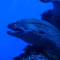 WaterFish