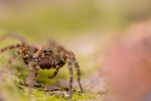 Item #11893448461842202167923125391346137616384292588036434545660885351737610731521 Media