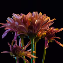 Flower 017