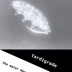 Tardigrade, the Water Bear