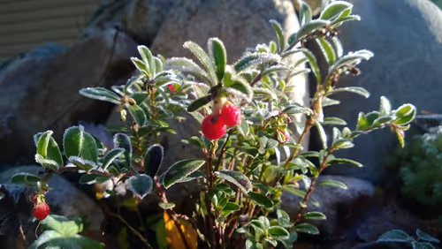 Item #52895557054077878382104802534352742176621658292506660955636510194062682226689 Media