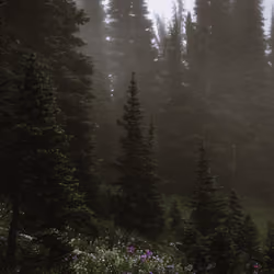 Forest Mood