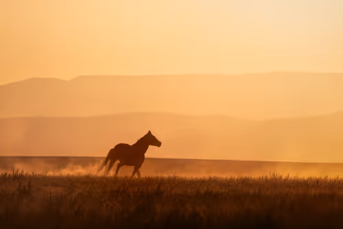 Item #80226831147776903070793738695599038778866519519850653425333746624628969701377 Media